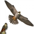 Визуальный отпугиватель птиц "Хищник 2" (32 x 80 см)